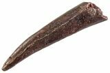 Fossil Pterosaur (Siroccopteryx) Tooth - Morocco #359995-1
